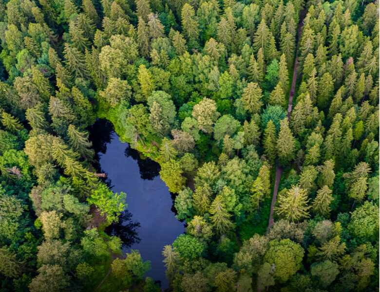 bosque