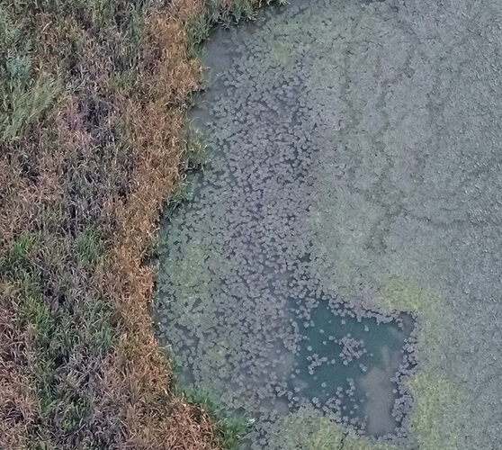 Identificación de especies vegetales y malas hierbas