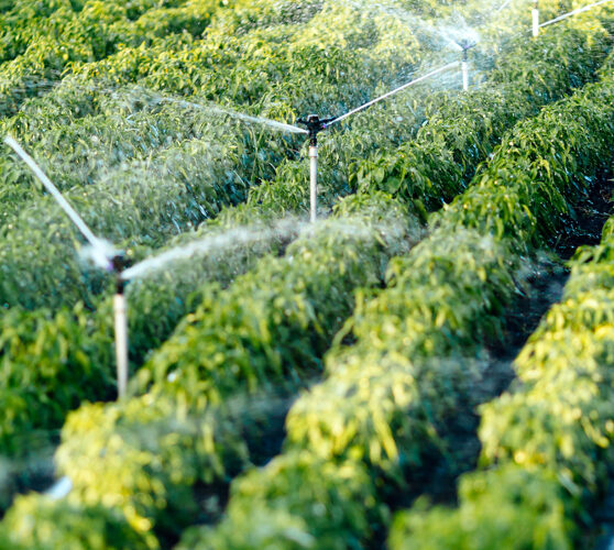Irrigation-scheduling