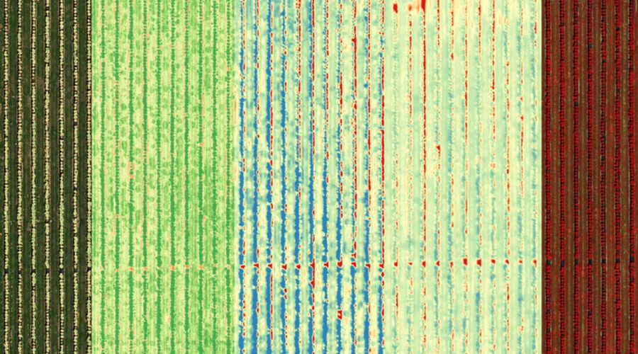 altum-campo-multi