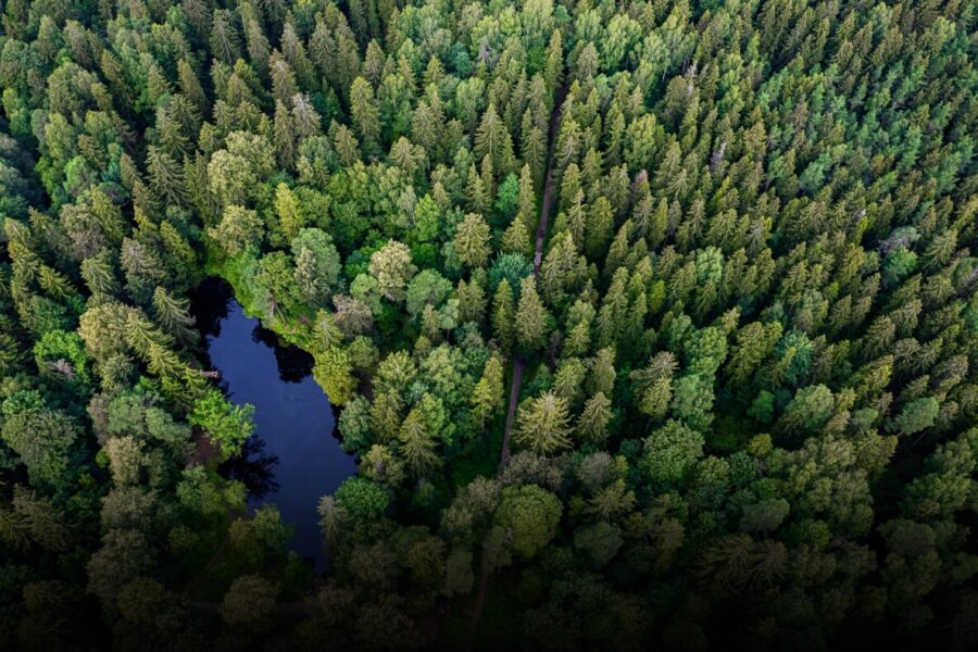 Gestión forestal