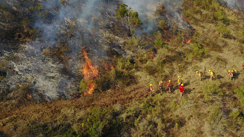 fire-in-forest