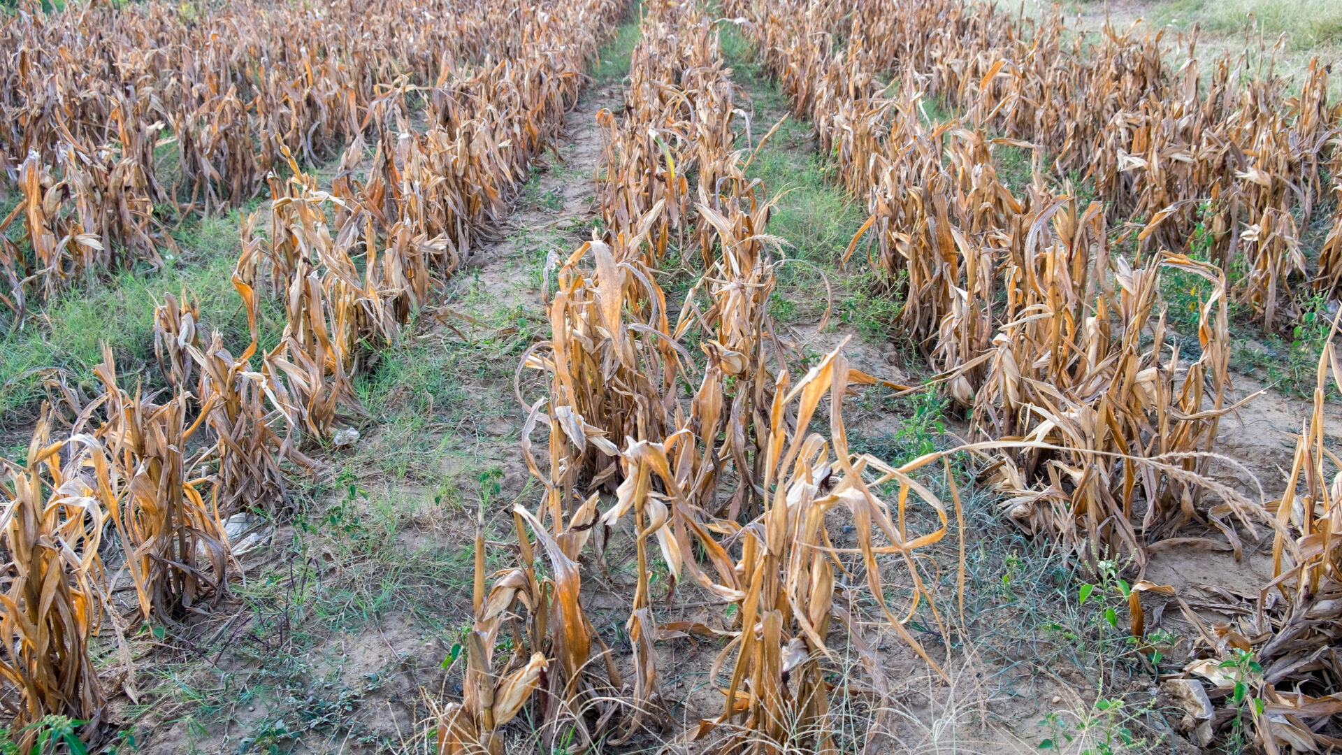 PLANTACION ENFERMA