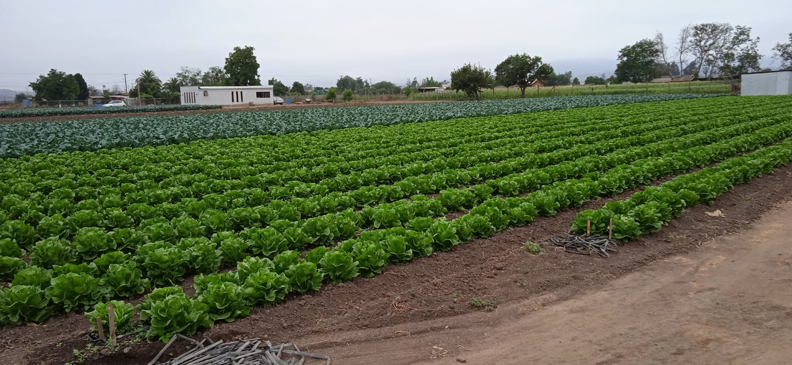 Cultivo hortícola