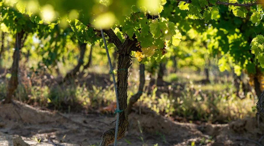 Tratamiento de viñedos uvas
