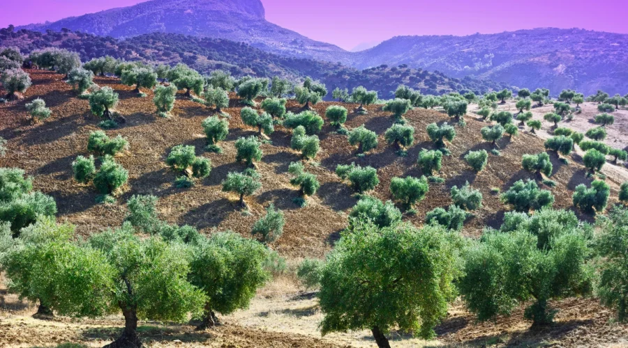 Fumigación con drones de olivar