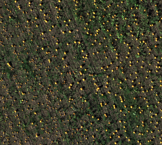 Conteo de calabazas en la granja Swans Trail