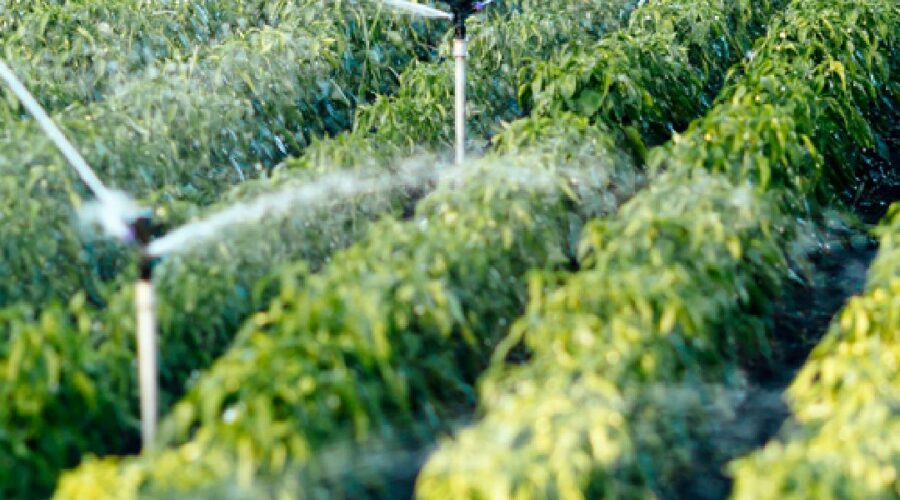 Planificación de fertilización y riego