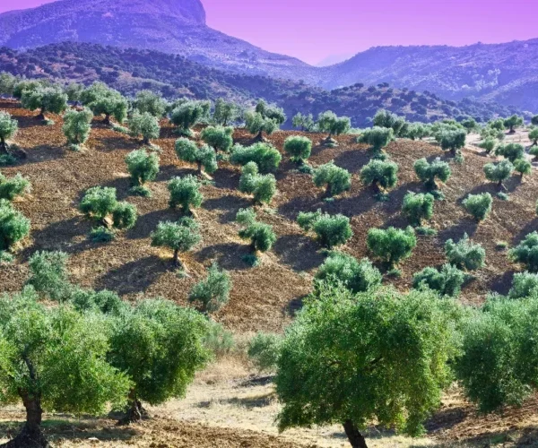 Olivais