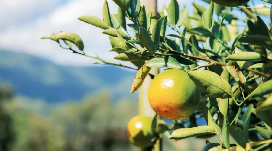 Pomares e culturas frutícolas