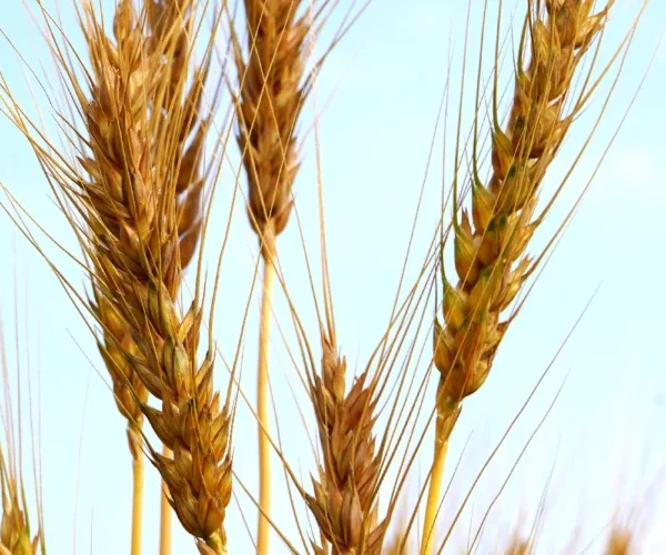 Cereais e culturas extensivas