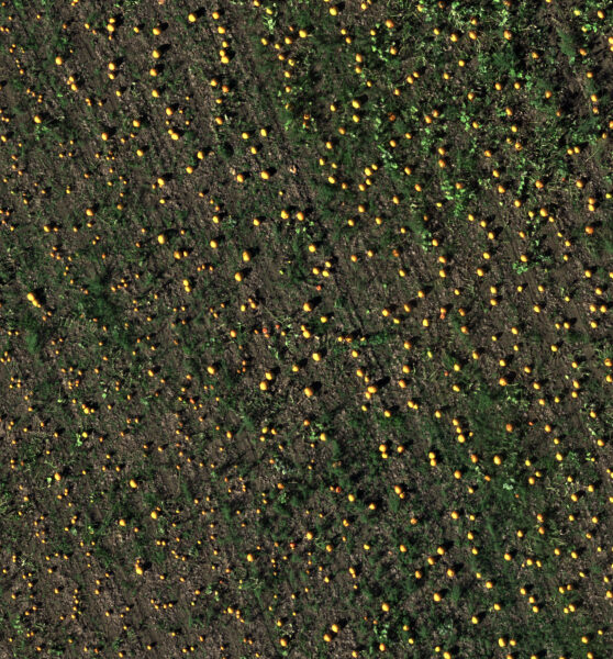 conteo-de-calabazas-en-la-granja-swans-trail