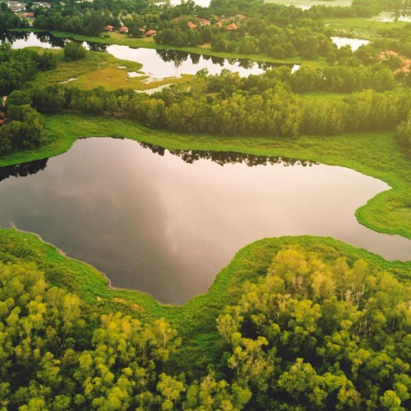 Ingeniería forestal